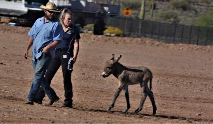 baby burro